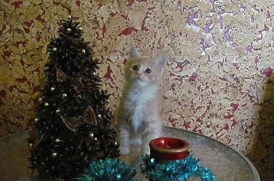 Śliczne kocięta Maine Coon