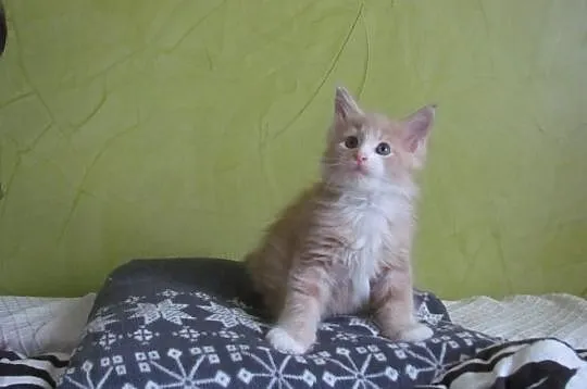 Śliczne kocięta Maine Coon