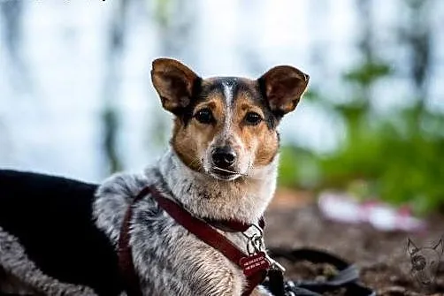 GACEK - poznaj, pokochaj, adoptuj!, mazowieckie Warszawa