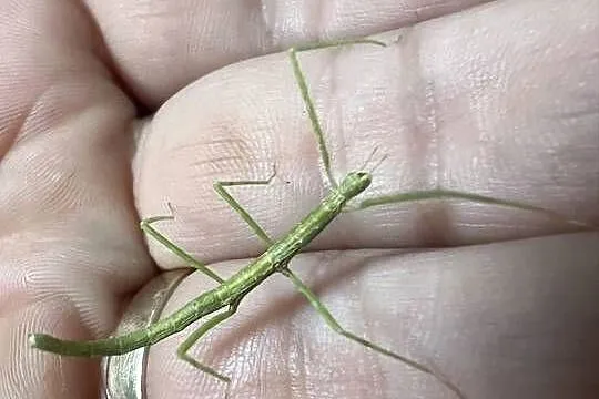 Patyczaki od2cm do 6