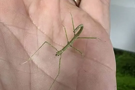 Patyczaki od2cm do 6, Wielkopolskie, Strzałkowo