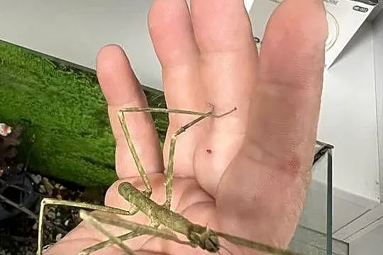Patyczaki od2cm do 6, Wielkopolskie, Strzałkowo