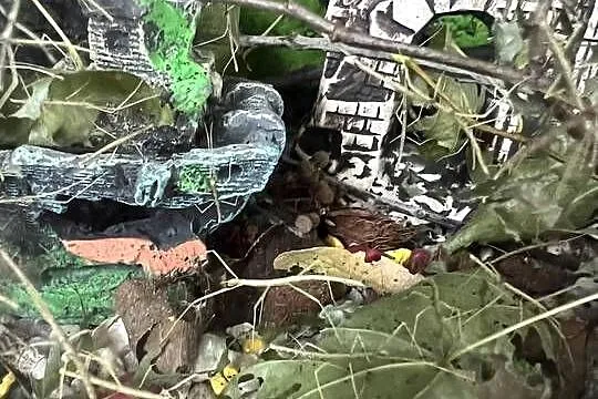 Patyczaki od2cm do 6, Wielkopolskie, Strzałkowo