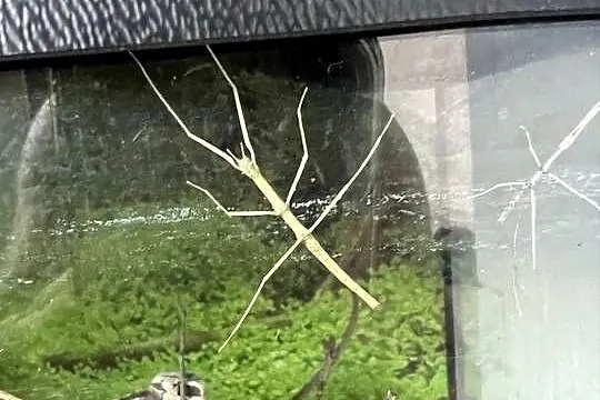 Patyczaki od2cm do 6, Wielkopolskie, Strzałkowo