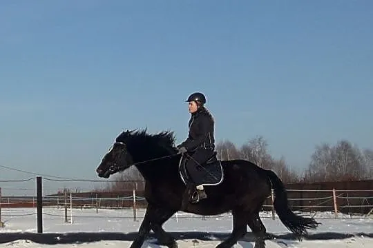 Duża Klacz śl/zz do współdzierzawy, , 