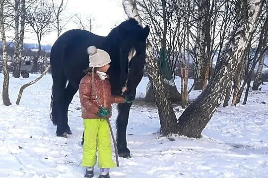 Duża Klacz śl/zz do współdzierzawy, , 