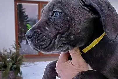 Cane Corso siczka, Lubelskie, Bychawa