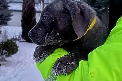 Cane Corso siczka, Lubelskie, Bychawa