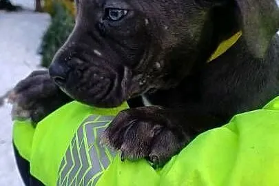 Cane Corso siczka, Lubelskie, Bychawa