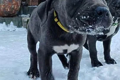 Cane Corso siczka, Lubelskie, Bychawa