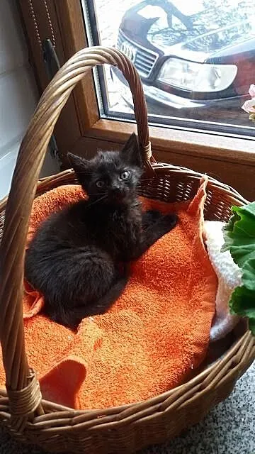 Małe kociaki do adopcji