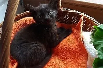Małe kociaki do adopcji