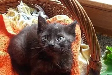 Małe kociaki do adopcji