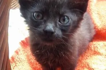 Małe kociaki do adopcji