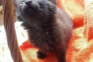 Małe kociaki do adopcji