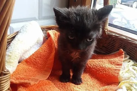 Małe kociaki do adopcji