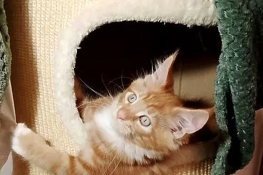 Kocurek Maine Coon Rodowód FPL