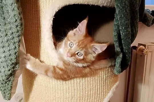 Kocurek Maine Coon Rodowód FPL, Lubuskie, Bytom Odrzański