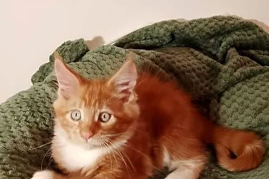 Kocurek Maine Coon Rodowód FPL, Lubuskie, Bytom Odrzański
