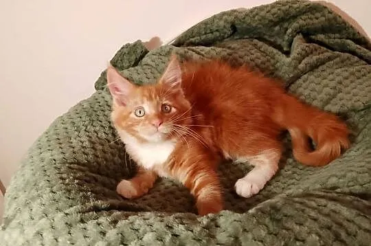 Kocurek Maine Coon Rodowód FPL, Lubuskie, Bytom Odrzański