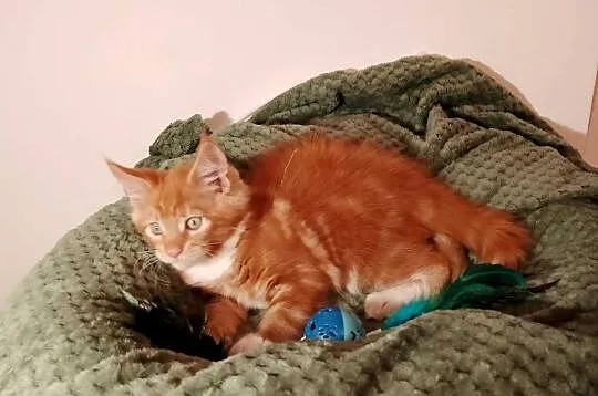 Kocurek Maine Coon Rodowód FPL, Lubuskie, Bytom Odrzański