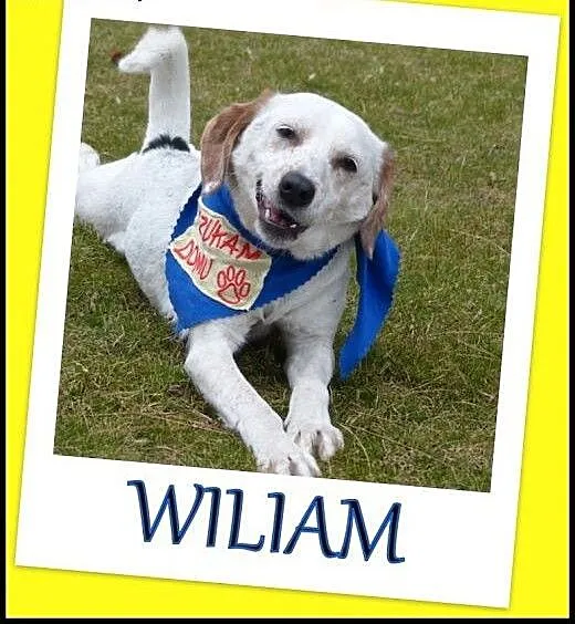 Młody,aktywny pies Wiliam .Adopcja !!!, małopolsk