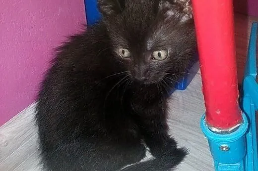 4 maluchy szukają domów!,  dolnośląskie Jelenia Gó