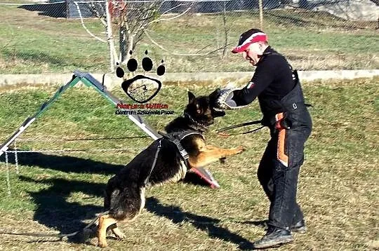 Szkolenie psów Jasło