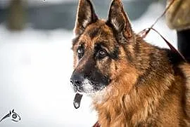 Bartek- piękny pies w typie owczarka do adopcji!, , Kielce