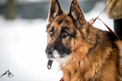 Bartek- piękny pies w typie owczarka do adopcji!, 