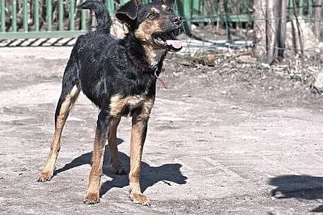 Roczny Korek - idealny pies dla aktywnych,  mazowi