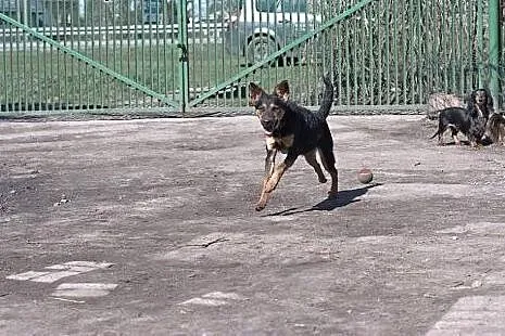 Roczny Korek - idealny pies dla aktywnych,  mazowi