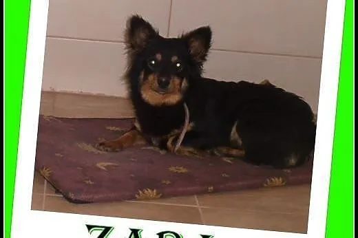 W typie corgi -Żaba mała ,młoda ,wesolutka. ADOPCJ