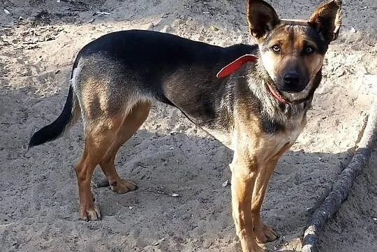 Pszczółka MAJA młoda sunia szuka PILNIE kochającego i odpowiedzialnego domku