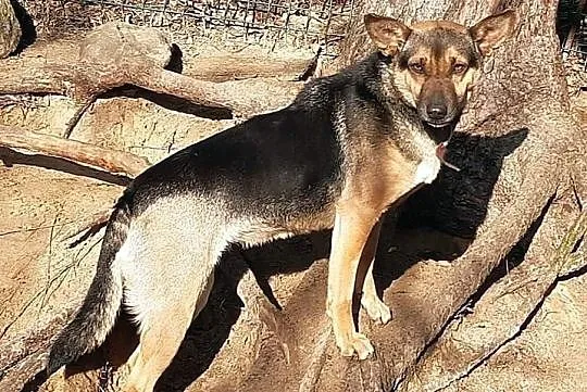 Pszczółka MAJA młoda sunia szuka PILNIE kochającego i odpowiedzialnego domku, Mazowieckie, Warszawa