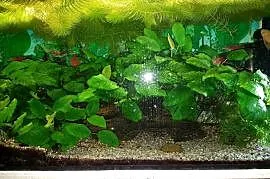 Anubias roślina akwariowa.