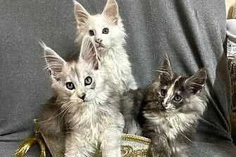Maine Coo  kocieta, Opolskie, Zimnice Wielkie