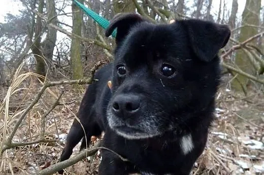 Filipek kochający ludzi i świat psiaczek szuka wsp