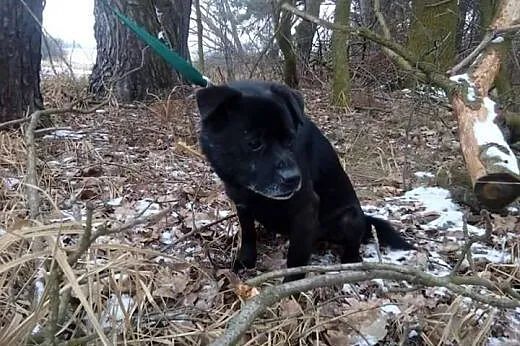Filipek kochający ludzi i świat psiaczek szuka wsp