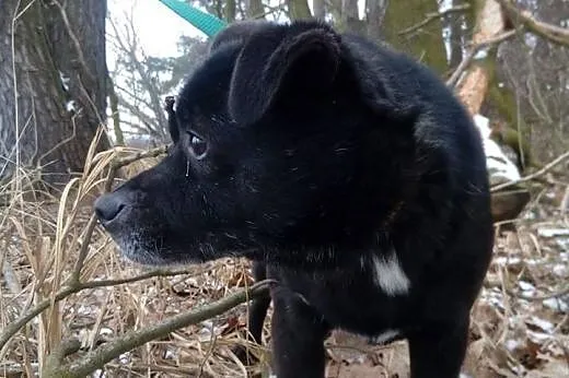 Filipek kochający ludzi i świat psiaczek szuka wsp
