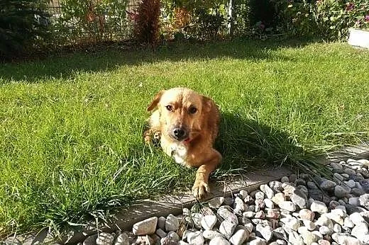 Skrzat- mały, młodziutki pies do adopcji,  mazowie