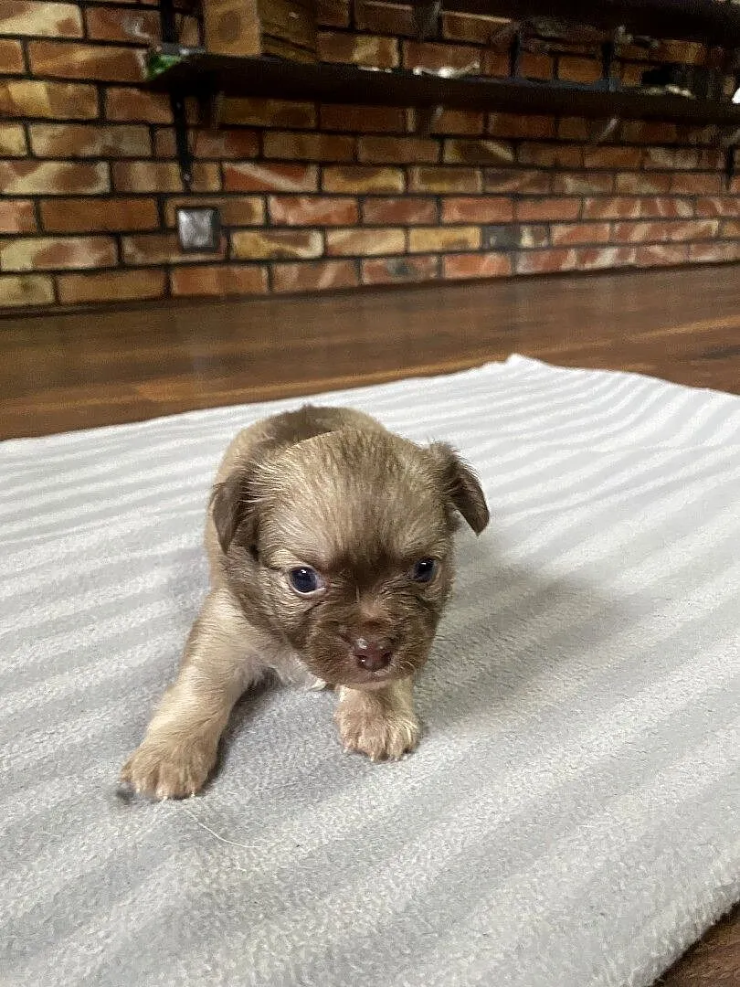 Chihuahua długowłosy piesek mini, Śląskie, Rzędkowice