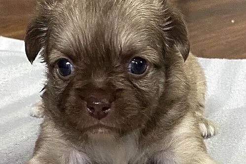 Chihuahua długowłosy piesek mini, Śląskie, Rzędkowice