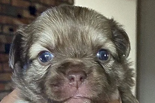 Chihuahua długowłosy piesek mini, Śląskie, Rzędkowice
