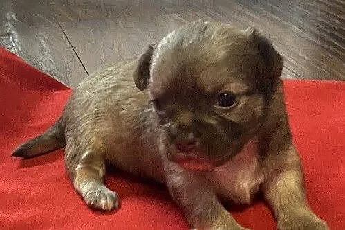Chihuahua długowłosy piesek mini, Śląskie, Rzędkowice
