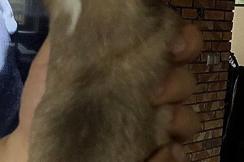 Chihuahua długowłosy piesek mini, Śląskie, Rzędkowice