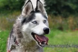 TROY- młody i spokojny pies husky do adopcji,  świ, Kielce