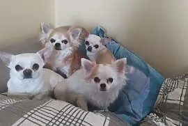 Chihuahua rodowodowe FCI szczenięta, Puszcza Mariańska