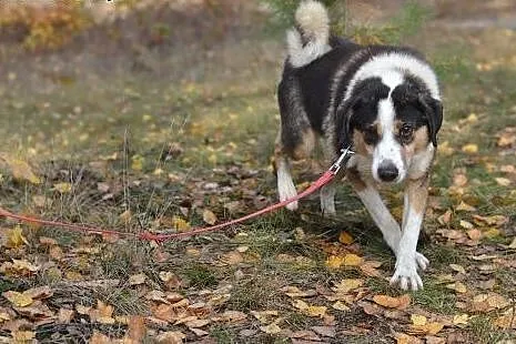 Pokochaj i przygarnij  Bigosa,  śląskie Gliwice