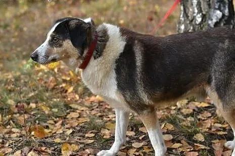 Pokochaj i przygarnij  Bigosa,  śląskie Gliwice